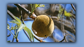 1993_WA_D05-14-21_Baobab-Frucht.jpg