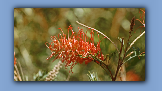 1993_NT_D05-14-13_Grevillea.jpg