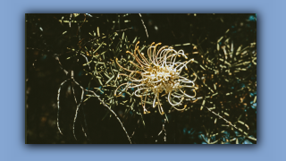 1993_WA_D05-14-47_Grevillea.jpg