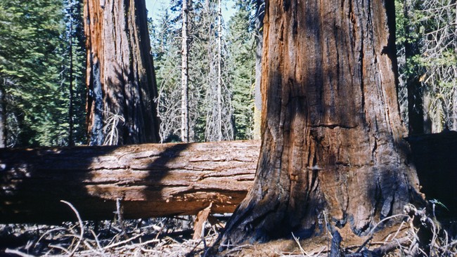 Baumriesen im Redwood-Nationalpark