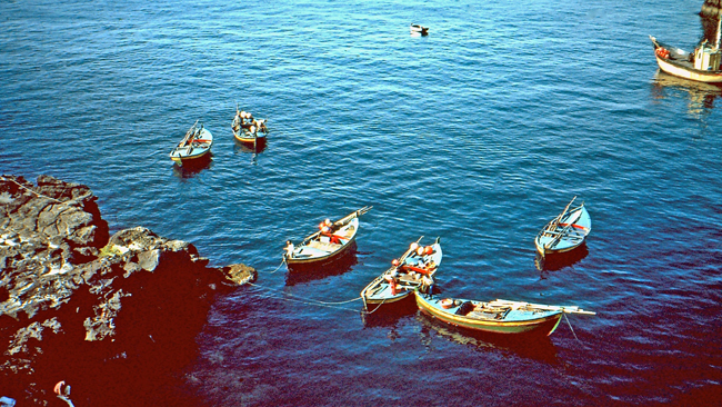  Bunte Fischerboote schaukeln in der Bucht vor Camara de Lobo
