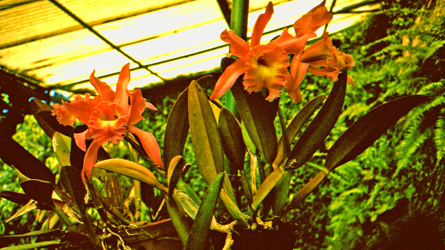  Im Orchidéengarten