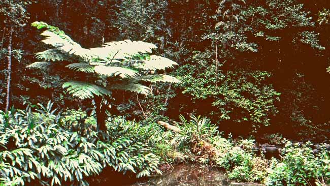 Baumfarne im Regenwald