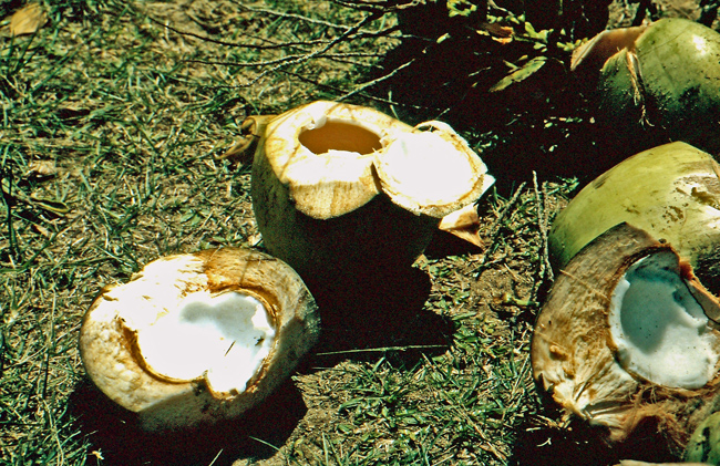 Kokosmilch und Kokosfleisch direkt vom Baum