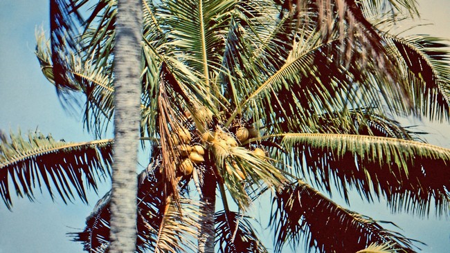 Kokosnüsse in schwindelnder Höhe
