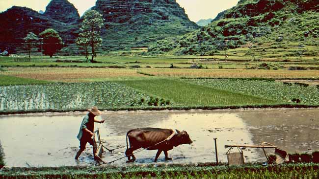 Reisbauer mit Büffel-Gespann am Li-Fluss