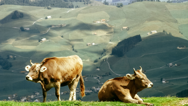  Selbst die Kühe scheinen die Ruhe der Bergwelt zu genießen