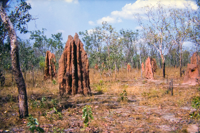 Termitenhügel im roten Buschland