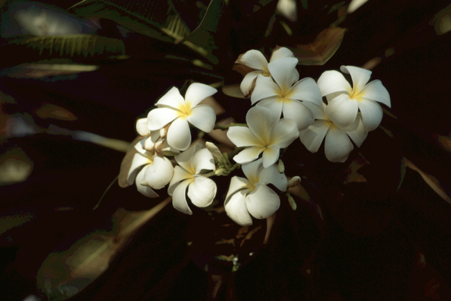 Tropische Blütenpracht