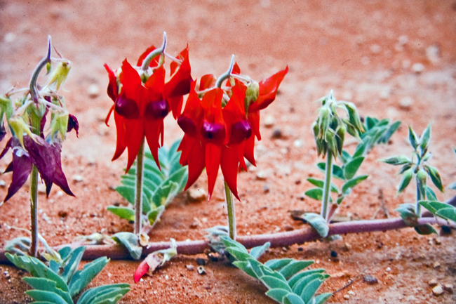 Sturt Desert Pea (Clianthus Formosus)