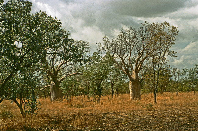 Grasland und Baobab-Bäume