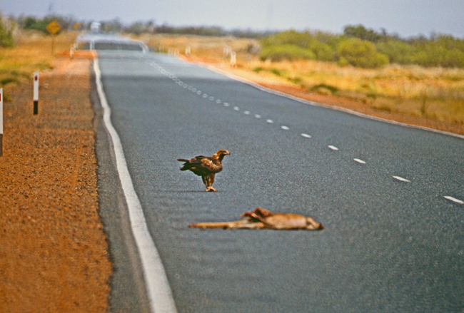 Überfahrene Kängurus sind 'leichte Beute' für den Keilschwanzadler