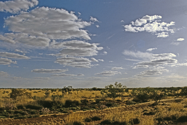 Niedrige Sträucher bedecken die Wüstenlandschaft