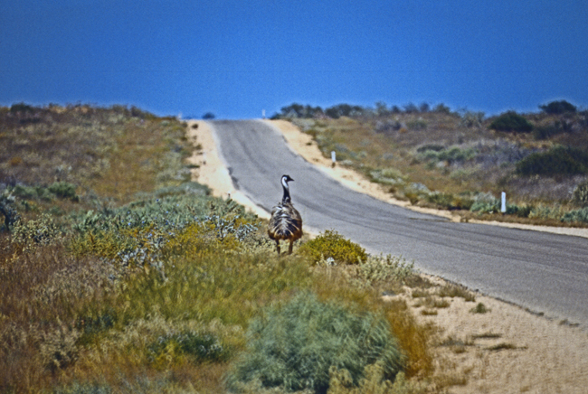 Ob ein Emu neben der Straße stehen bleibt ist ungewiss