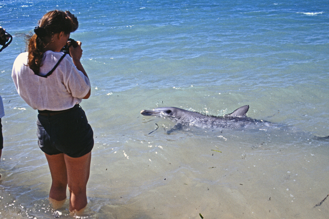 Spitznasen-Delphine kommen bis an den Strand