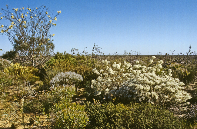 Blühendes Outback