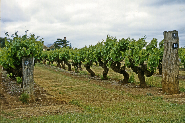 Alte Rebstöcke im Weinanbaugebiet um Coonawarra