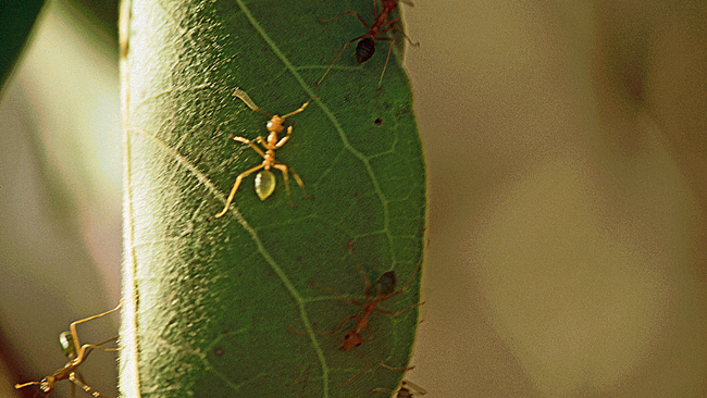 Grüne Ameisen sind beißende Biester