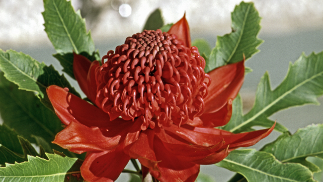 Gerade erblühende herrliche Banksia - ein florales Symbol Australiens -