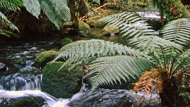 Baumfarn im tropischen Regenwald des Mount Field Nationalparks