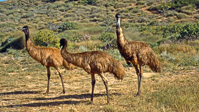 Neugierige Emus