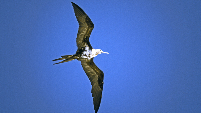 Fregattvogel im Flug