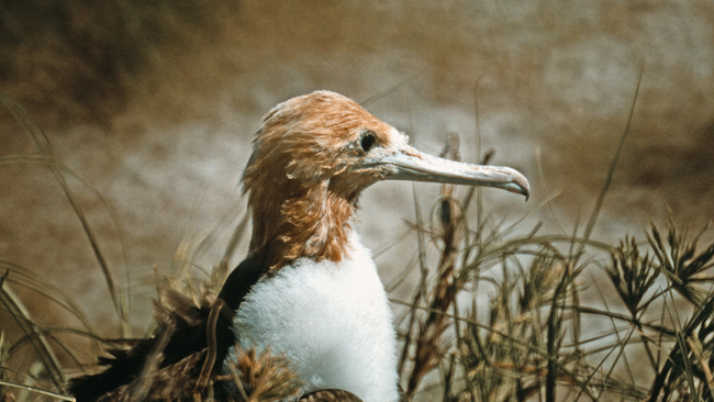 Fregattvogel-Küken