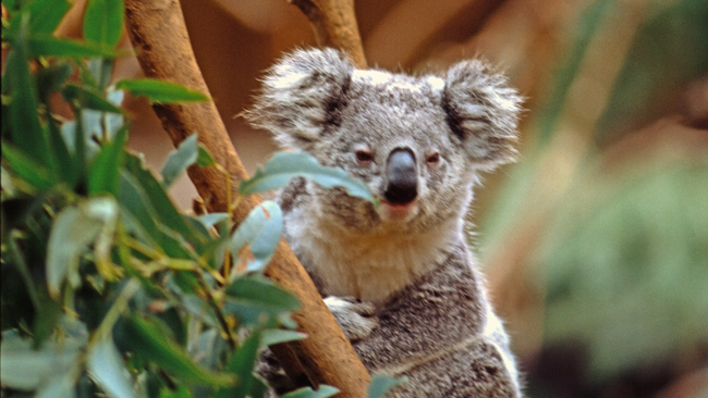 Mitten in der Natur des Barrington Tops Nationalparks - Koala