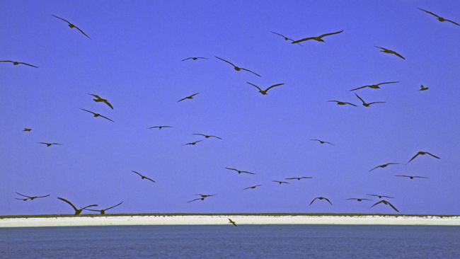 Vögel über Lacepede Island
