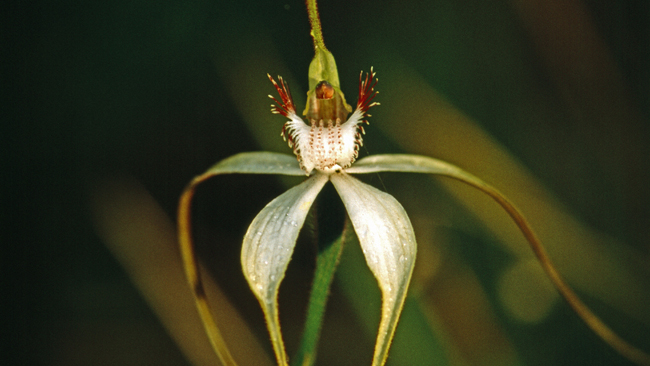 Orchideen, eine schöner als die andere