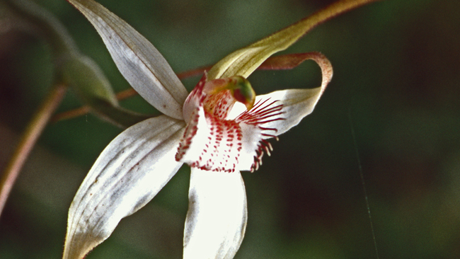 Orchidéen im Überfluss