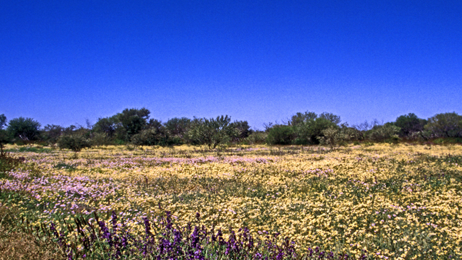 Blütenpracht im Outback