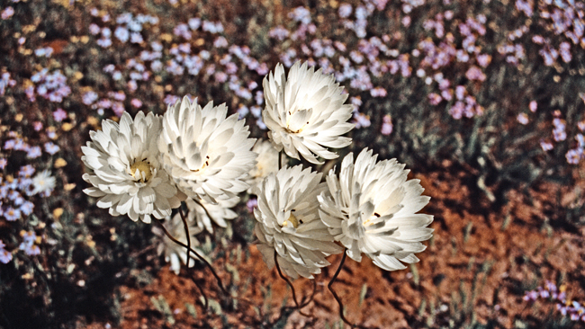 Vielfältig in Farbe und Form ist die westaustralische Wildblumenpracht