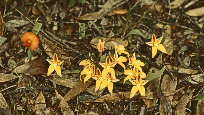 Gelbe Orchidée