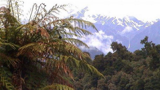 Regenwald mit Blick auf Abel-Tasman-Gletscher