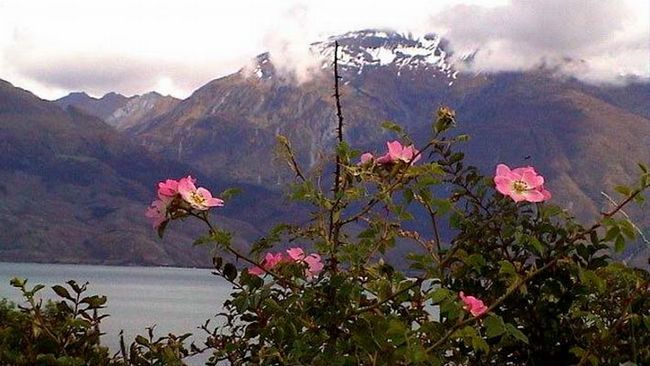 Blüten und Neuschnee am Wanaka Lake
