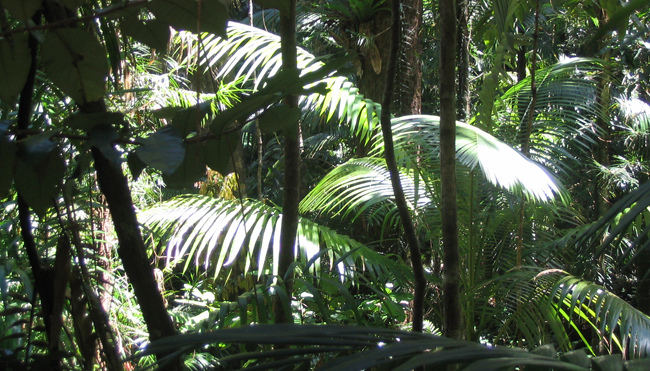 Baumfarne im dichten Regenwald