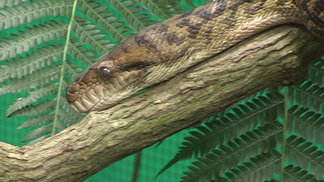 Schlange im Schmetterlings- und Tierpark in Kuranda