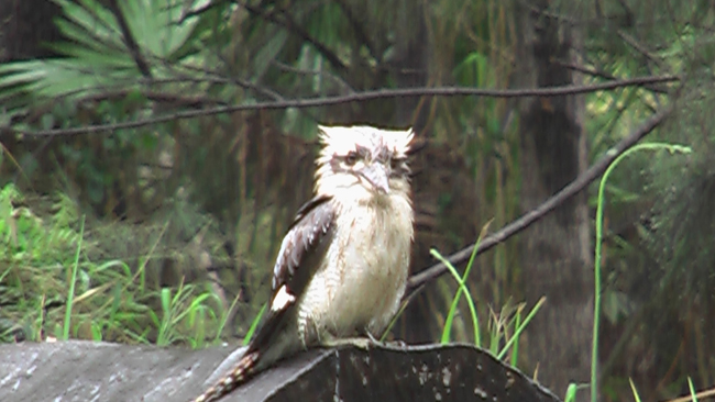 Auch dem Kookaburra missfällt der viele Regen