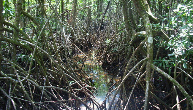Mangrovensümpfe am Cape Tribulation