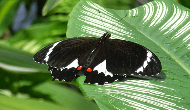 Schmetterling im Schmetterlingspark von Kuranda