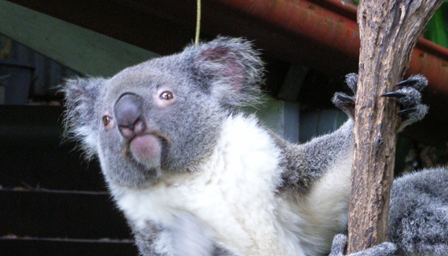 Koala im Schmetterlings- und Tierpark in Kuranda