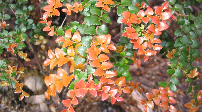 Frische Frühjahrsblätter der Tasmanischen Scheinbuche - Nothofagus cunninghamii