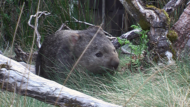 Auf Tasmanien ist der Wombat auch tagaktiv