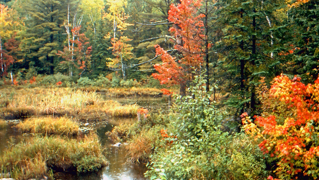 Herbst in Kanada - Indian Summer